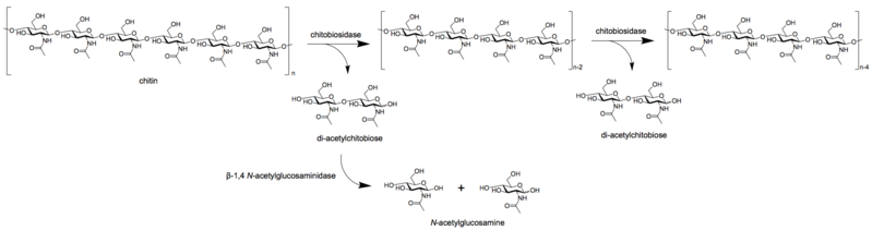 File:Exochitinase.png