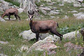 Chamois at Madonna de Fenestre