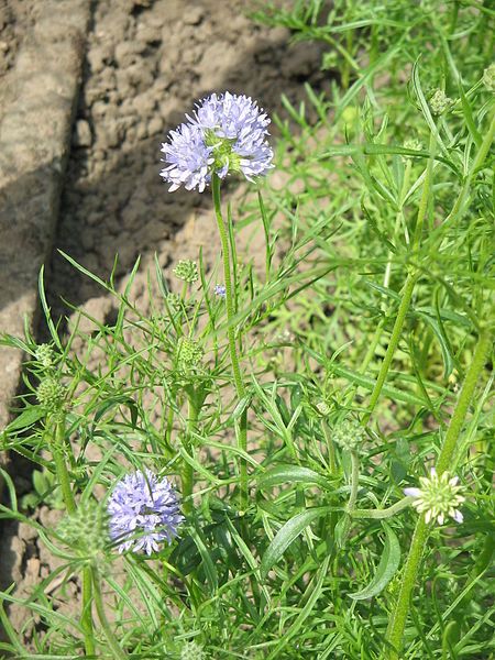 File:Gilia capitata01.jpg