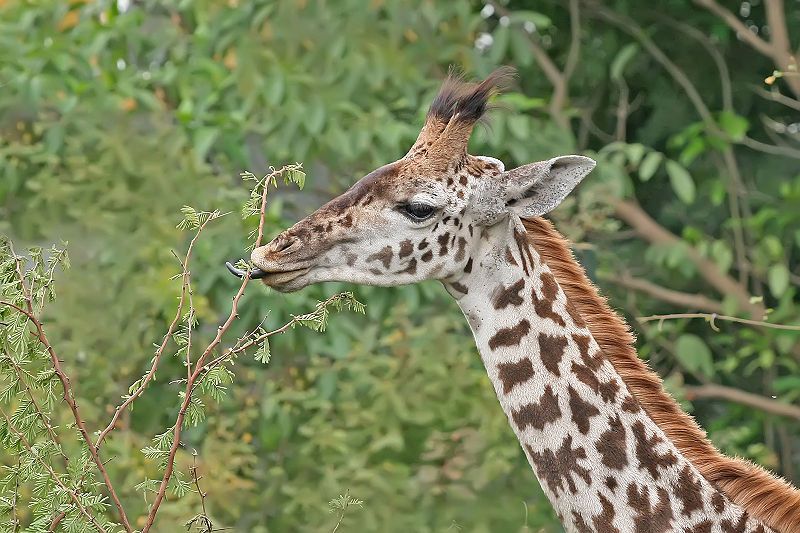 File:Giraffe feeding, Tanzania.jpg