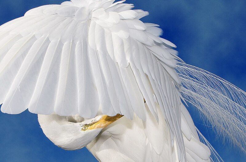 File:Great-egret-preening.jpg