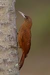 Great rufous woodcreeper