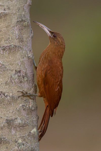 File:Great rufous woodcreeper.jpg