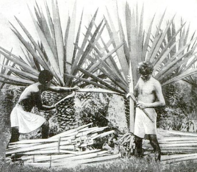 File:Henequenharvesting-yucatan-1922.jpg