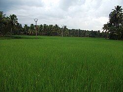 A view of Ithikkara paddy fields