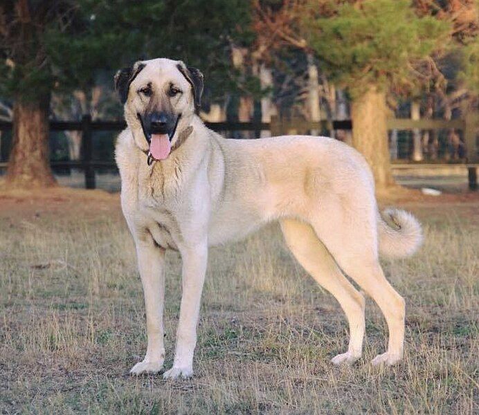 File:Kangal front on.jpg