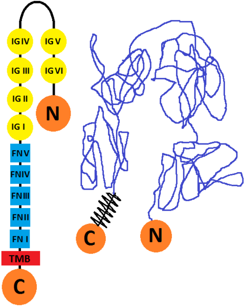 File:L1CAM structure.png