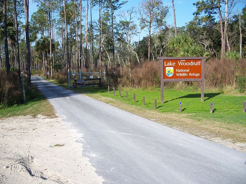 File:Lake Woodruff NWR2.jpg