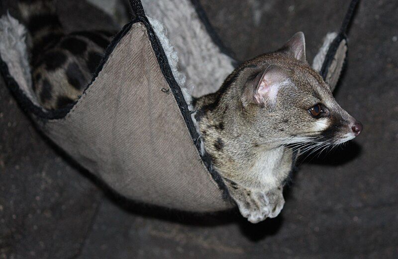 File:Large SpottedGenet CincinnatiZoo.jpg