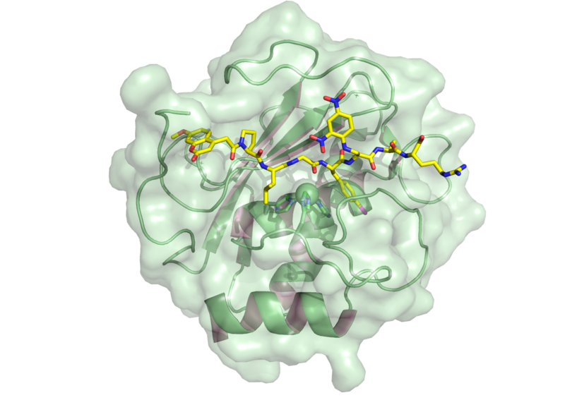 File:MMP9-probe 4JIJ.png