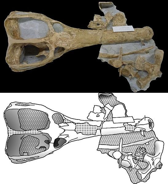 File:Machimosaurus buffetauti.jpg