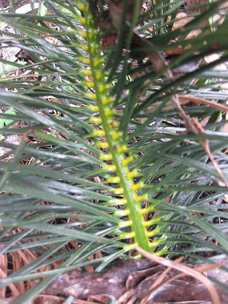 File:Macrozamia stenomera.jpg