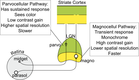 File:Magno Parvocellular Pathways.svg