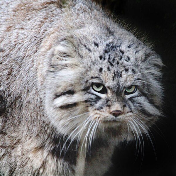 File:Manul.jpg