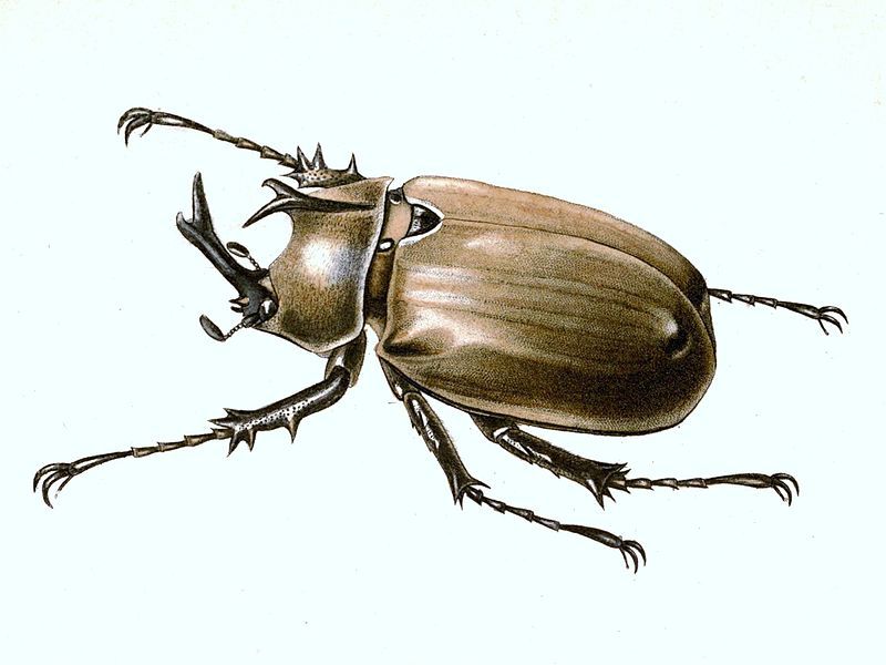 File:Megasoma anubis.jpg