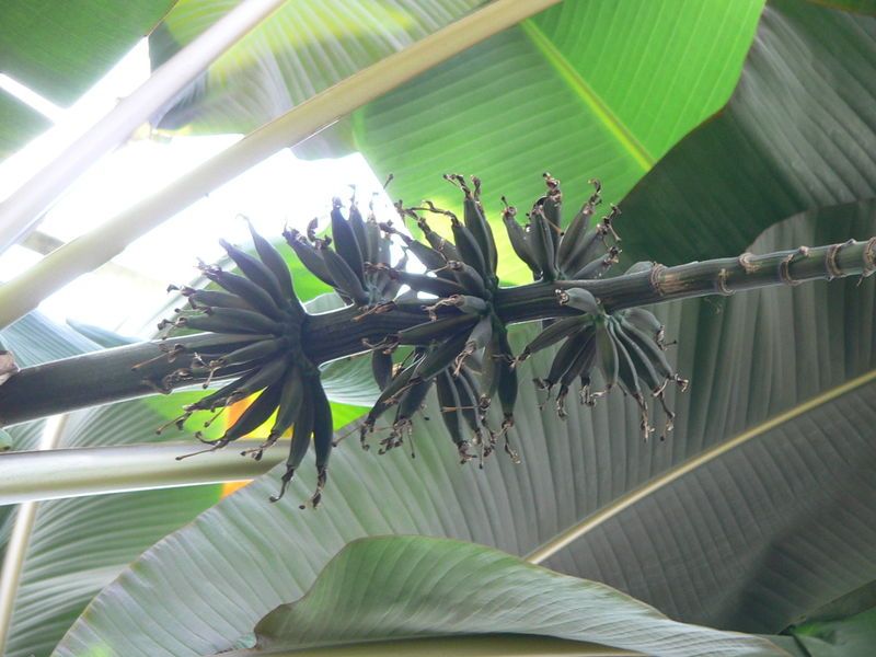 File:Musa sumatrana1.jpg