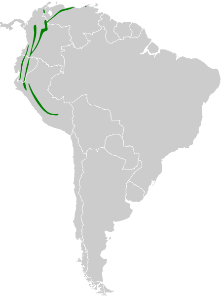 File:Myiophobus flavicans map.svg