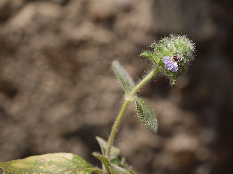 File:Nelsonia canescens (6922981435).jpg