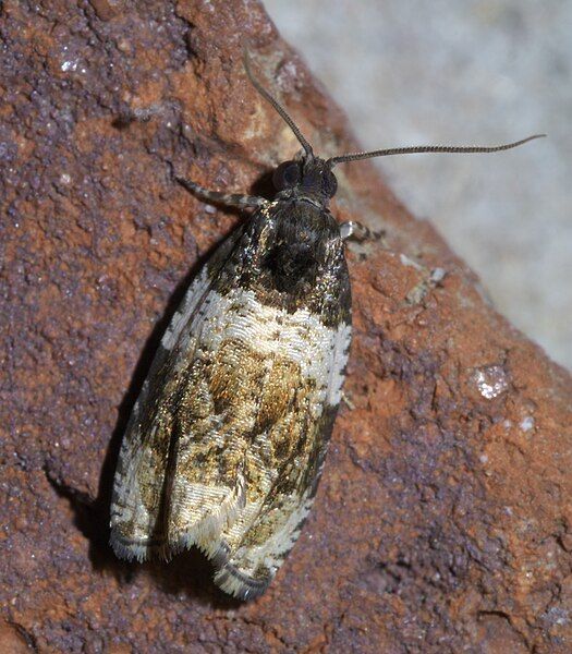 File:Olethreutes fasciatana P1610994a.jpg