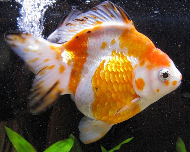 File:OrangeWhite Ryukin.jpg