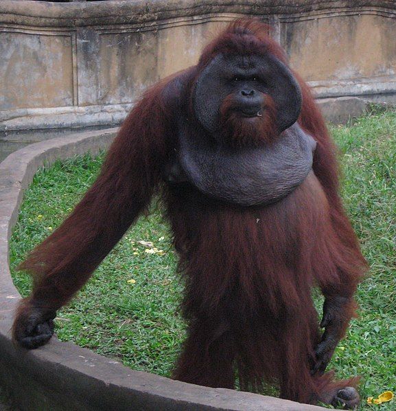 File:Orangutan-Ubud Zoo (cropped).jpg