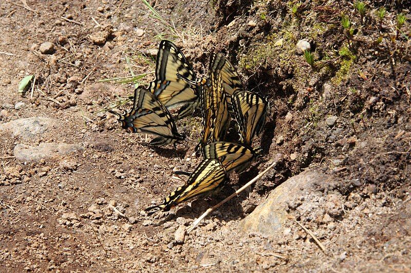 File:Papilio canadensis PJC.jpg