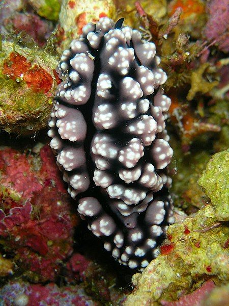 File:Phyllidiopsis fissuratus.jpg