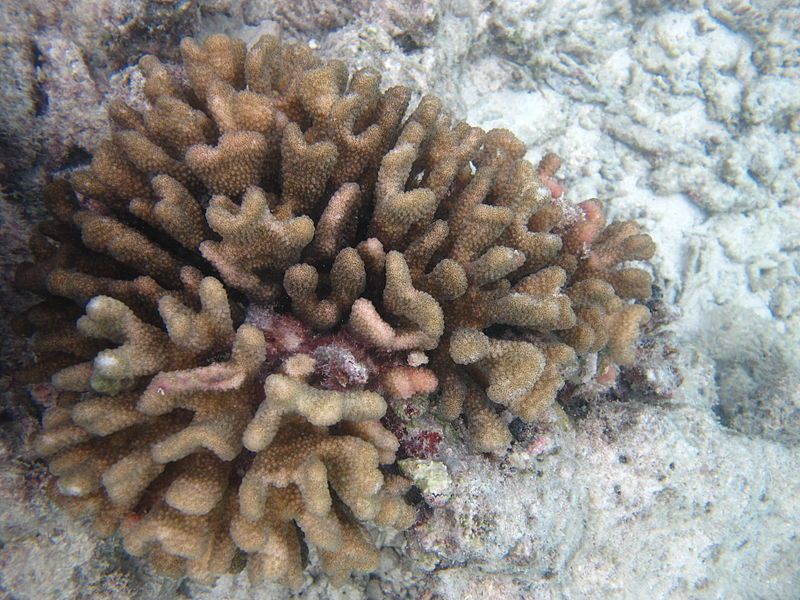 File:Pocillopora elegans.jpg