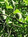 Citrus trifoliata fruits