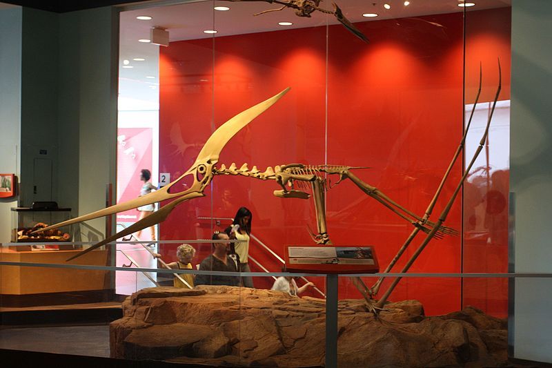 File:Pteranodon longiceps launch.jpg