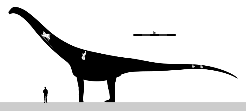 File:Puertasaurus Skeletal V2.svg