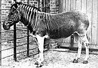 A quagga in London Zoo