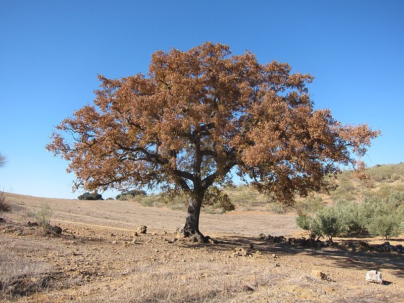 File:Quercus faginea Archidona.jpg