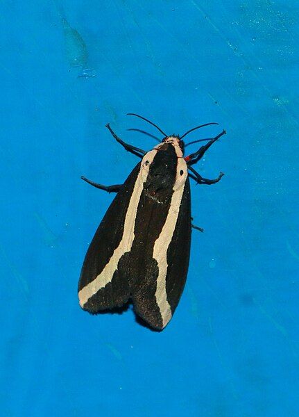 File:Rajendra species moth.jpg