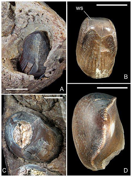 File:Razanandrongobe-fig6-teeth.jpg