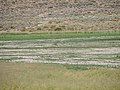 Coyote on the alkali flats