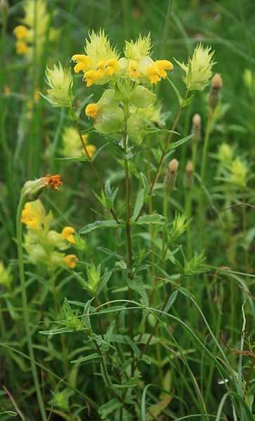 File:Rhinanthus glacialis 2.jpg