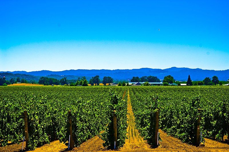 File:Robert Young Vineyards.jpg