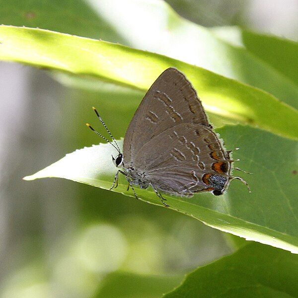 File:Satyrium kingi.jpg