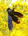 Blue winged wasp