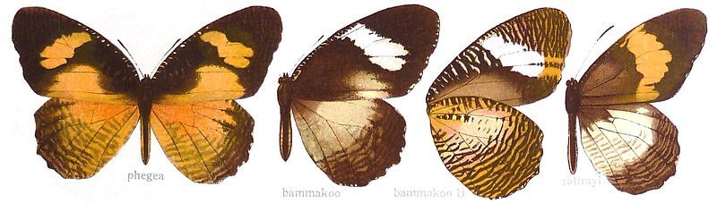 File:SeitzFaunaAfricanaXIIITaf26, Elymniopsis.jpg