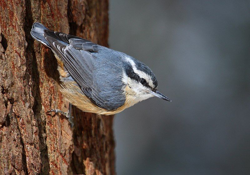 File:Sitta canadensis CT2.jpg