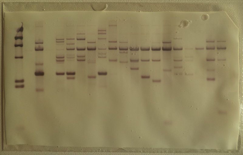 File:Southern blot membrane.jpg