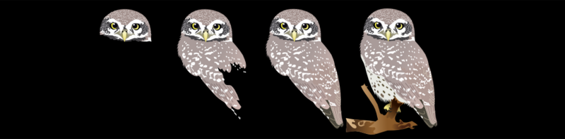 File:Spottes Owlet-making.png