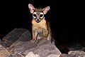 Ringtail in Phoenix, Arizona