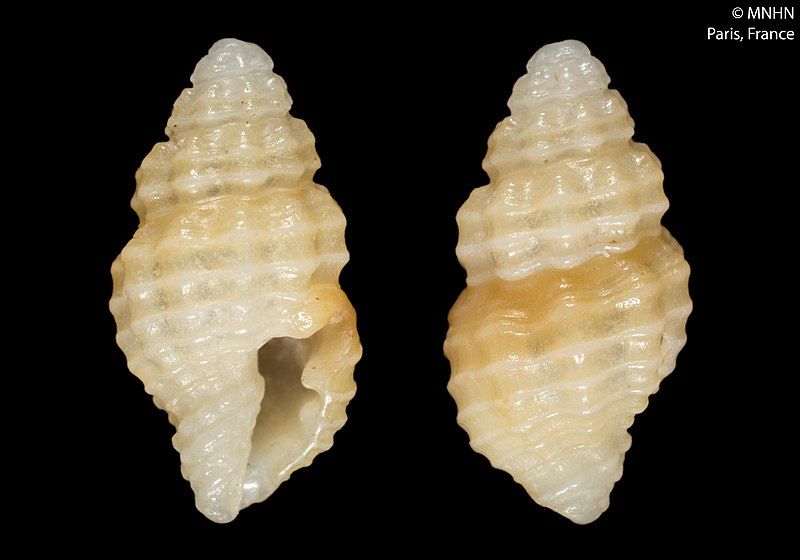 File:Thetidos globulosa (MNHN-IM-2000-2974).jpeg