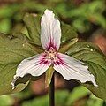 Painted trillium (Trillium undulatum)