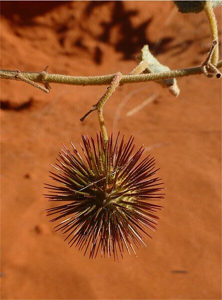 File:Triumfetta winneckeana seed.jpg