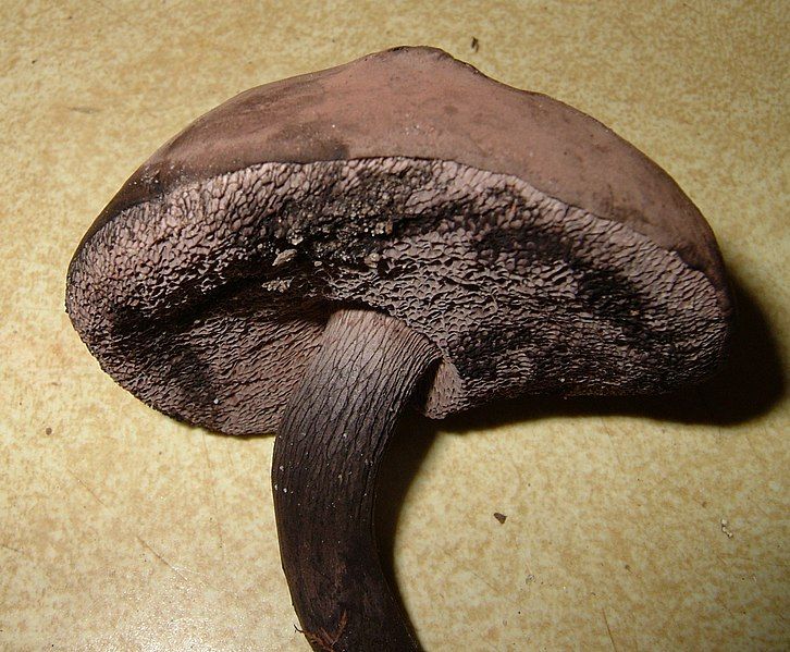 File:Tylopilus griseocarneus 161719.jpg