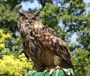 Eurasian eagle owl (Bubo bubo)